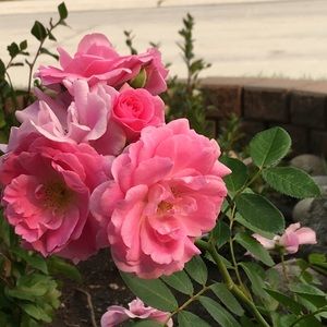 Meet your Posher, Anita qihui